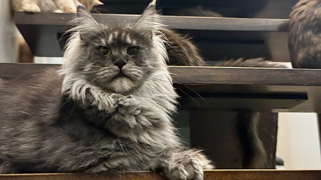 Mama Juanita gata Maine Coon | Criadero SoonCoon