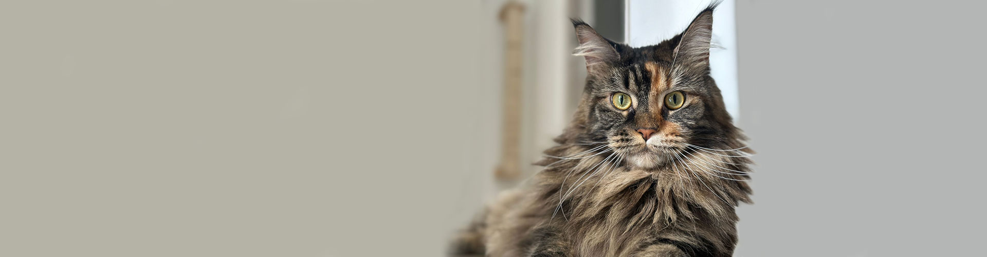 Gatos raza maine coon | Gatos gigantes