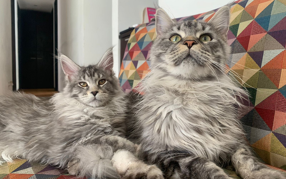 origen-y-linaje-gatos-maine-coon-01