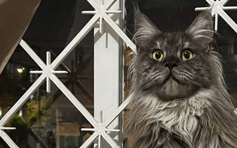 origen-y-linaje-gatos-maine-coon-03