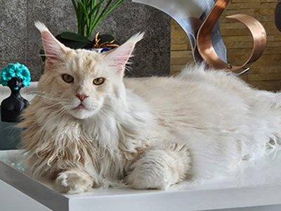 origen-linaje-gatos-maine-coon-05