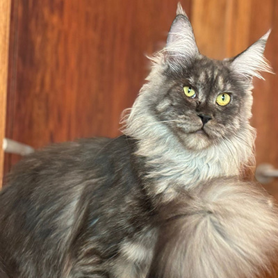 Maine Coon Hembra Reproductor Juanita
